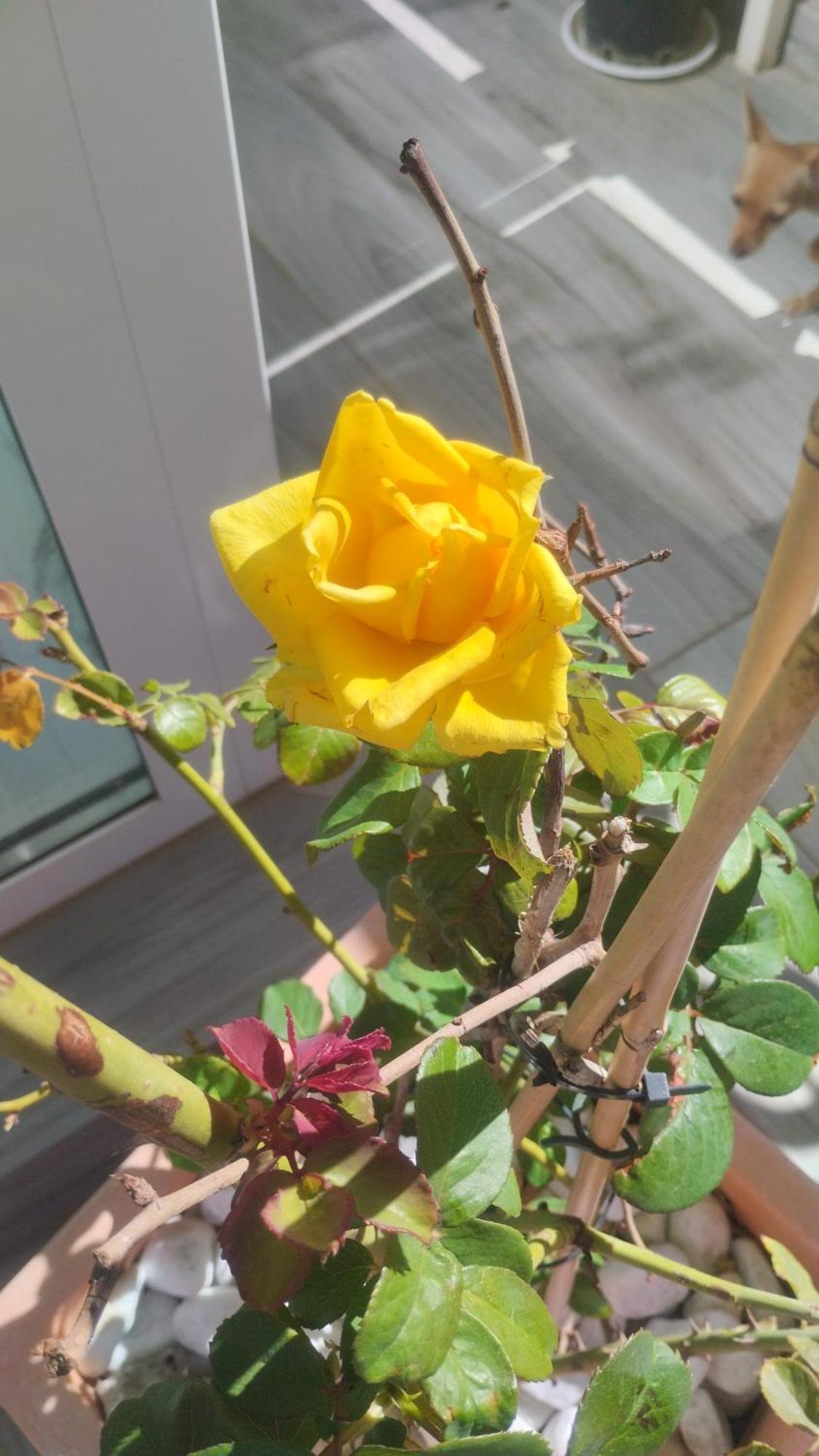 Dimora Forgione B&B - Pietrelcina Kültér fotó